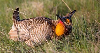 greater prairie chicken