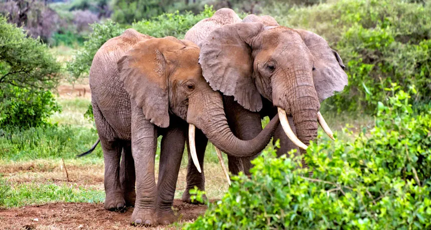 elephants