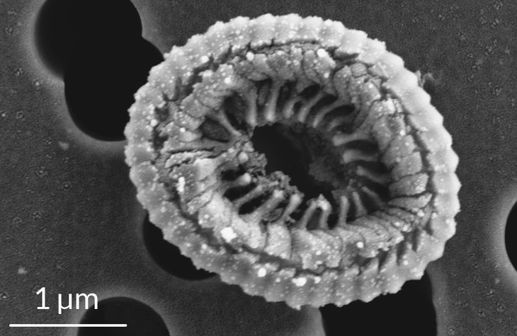 a microscopic image of a coccolith