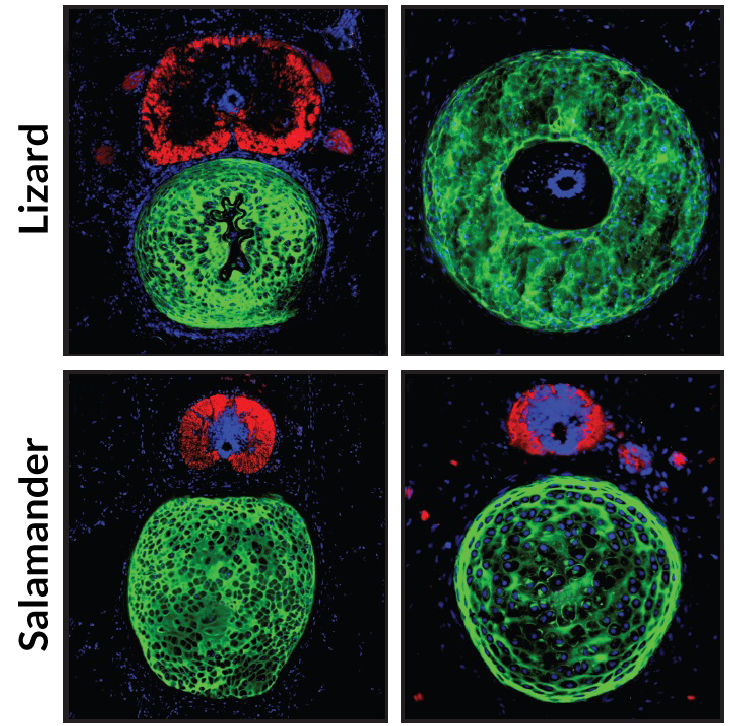 fluorescence microscopy images showing cross sections of original lizard and salamander tails