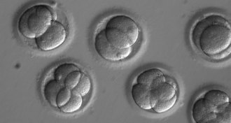 human embryos