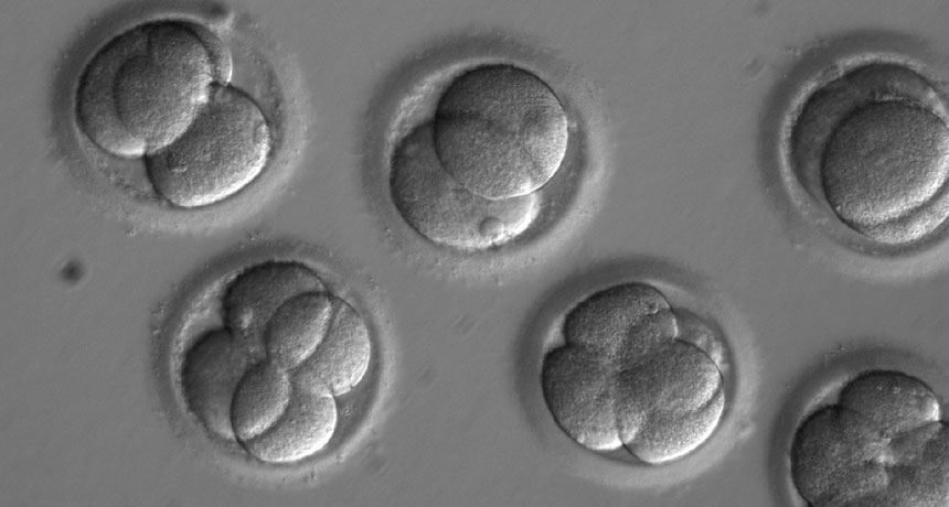 human embryos