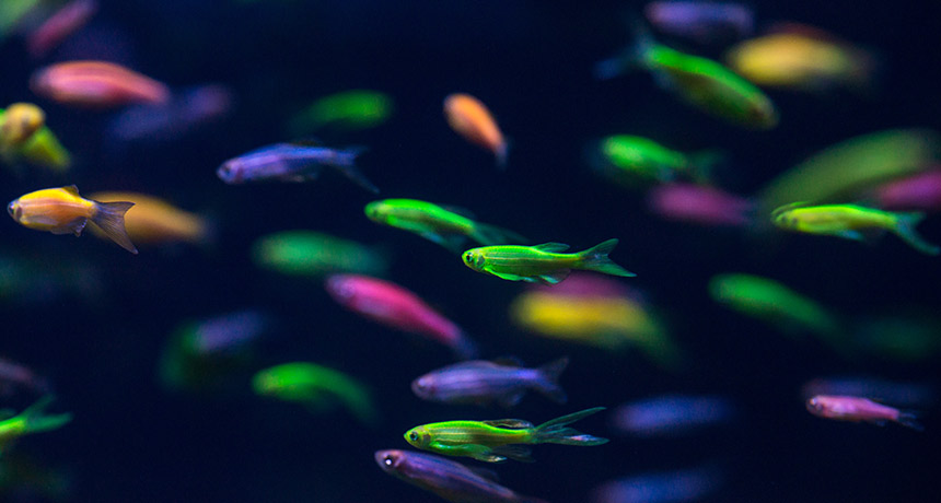 glowing aquarium fish
