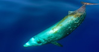 Cuvier beaked whale