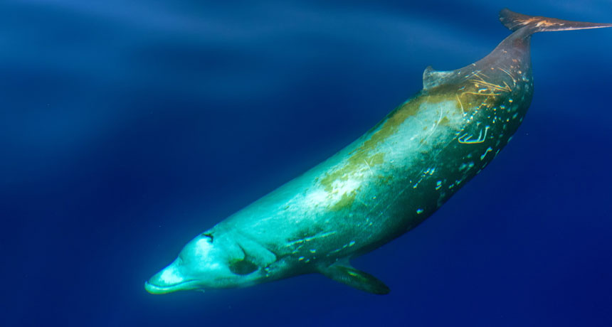 Cuvier beaked whale