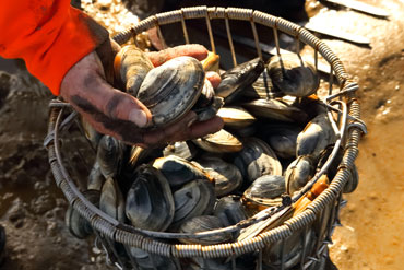 Alexandrium catenella