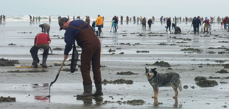 people digging for razor clams