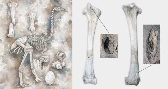 elephant bird illustration and leg bones