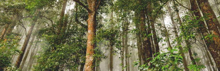 forest in Indonesia