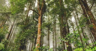 forest in Indonesia