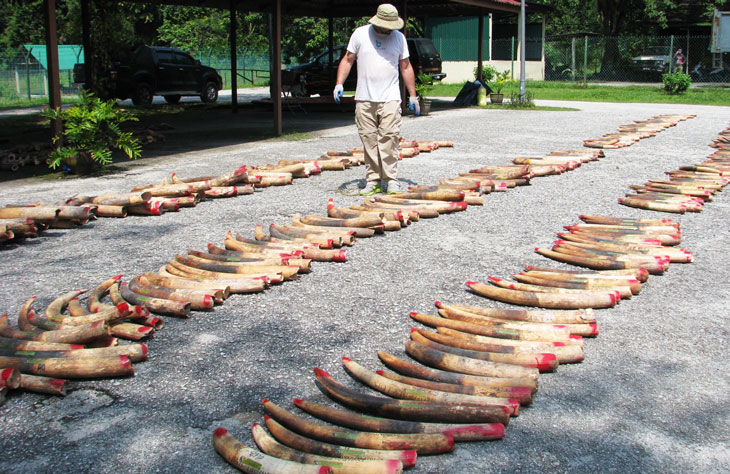 a photo Samuel Wasser examining lines of ivory tusks laid out on pavment