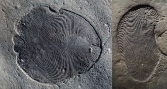 fossils