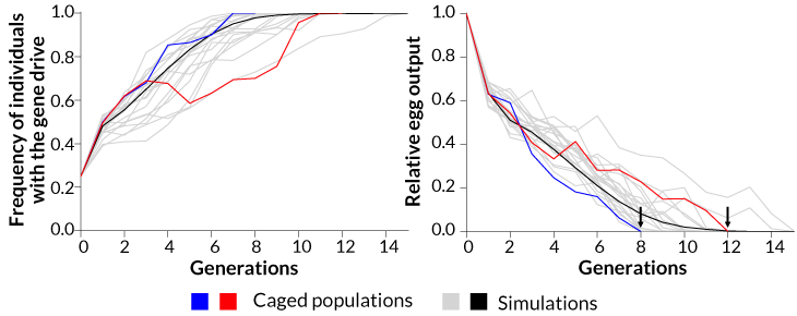 a graph showing how the gene drive impacted both simulations and caged mosquito populations