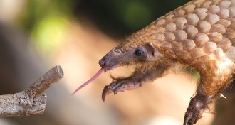 pangolin
