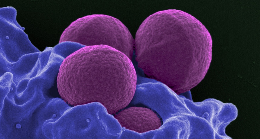 Staphylococcus aureus bacteria