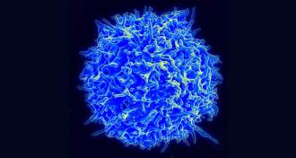 T cell