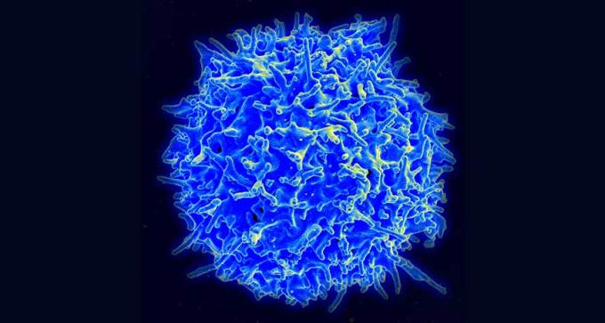 T cell