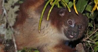 red-bellied lemur