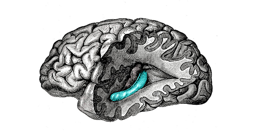 brain diagram with hippocampus