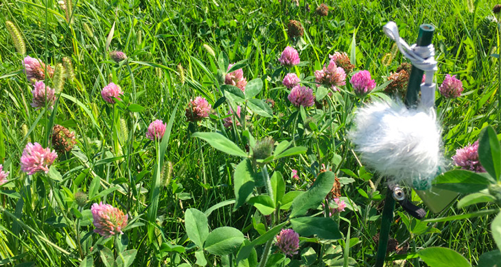 a photo of a clover field with a microphone hanging from a stake on the left side of the picture