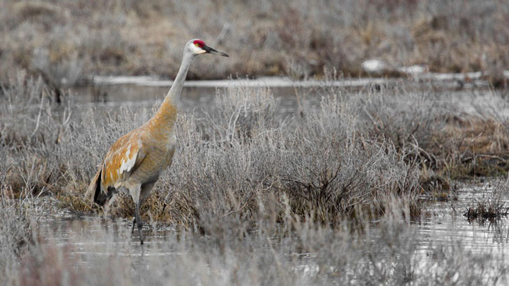 a photo of a sandhill crane standing in a wetland
