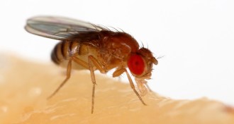 fruit fly