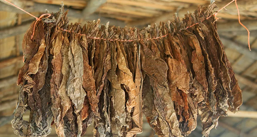drying tobacco leaves
