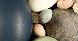 a photo of a large gray fossilized egg along with modern day eggs of different hues