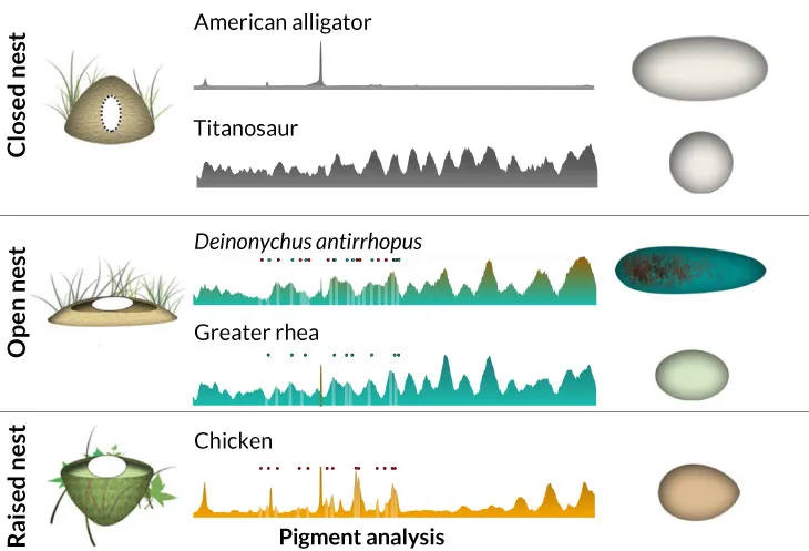 a graph showing traces of blue-green or red-brown pigments in both dinosaur egg shells and modern egg-layers