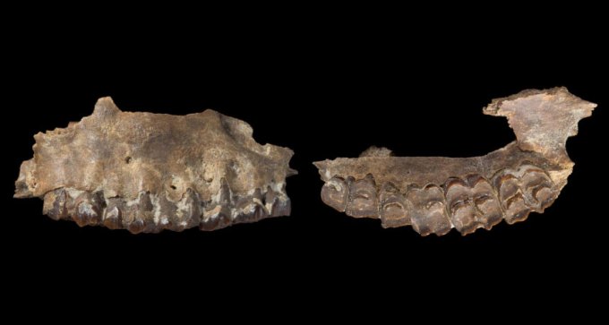 ancient antelope jaw and teeth