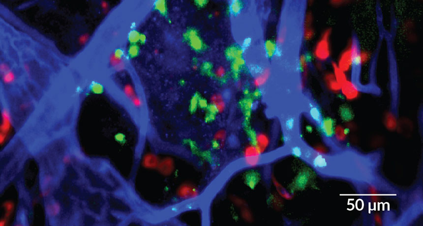 mast cells and blood vessels