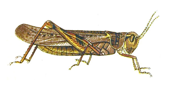 an illustration of a Rocky Mountain locust