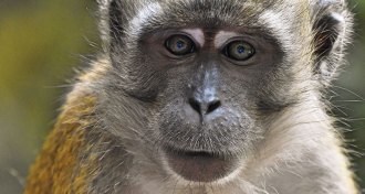 macaque