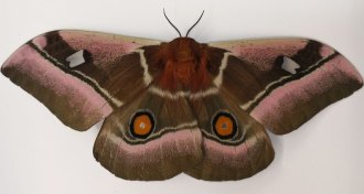 cabbage tree emperor moth