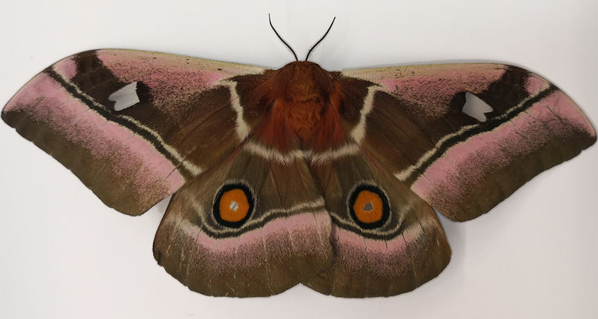cabbage tree emperor moth