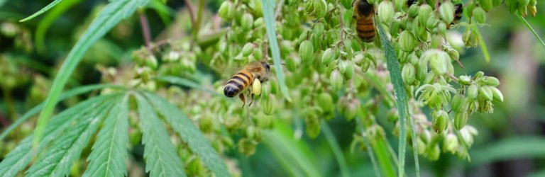 male flowers and bees