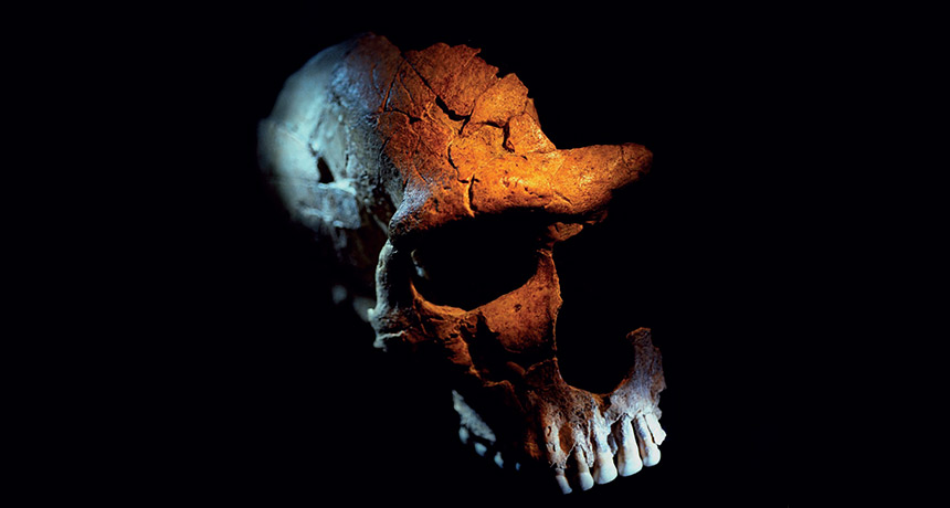 Western European Neandertal skull