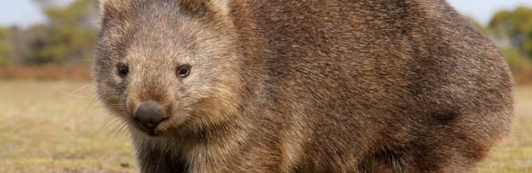 wombat