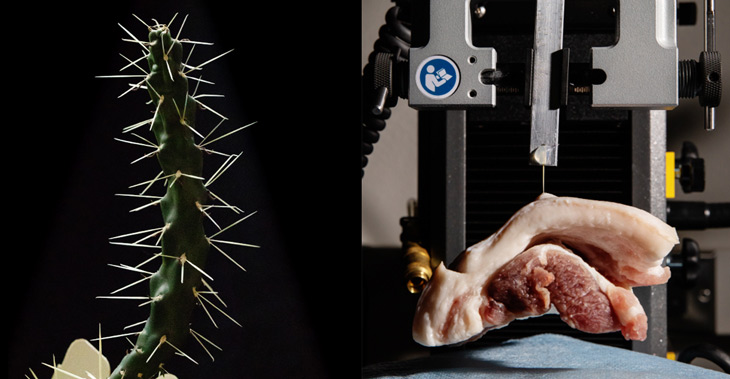 jumping cholla cactus and meat being poked