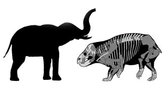 comparison of newly discovered herbivore to modern-day elephant