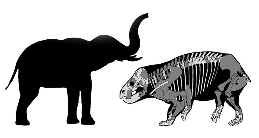 comparison of newly discovered herbivore to modern-day elephant