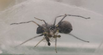 jumping spider with babies