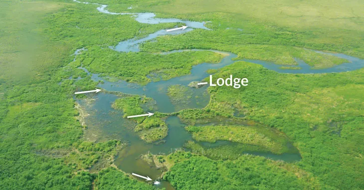 a satellite image of a tundra stream in Alaska showing beaver dams and a beaver lodge