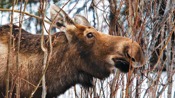 a photo of a moose