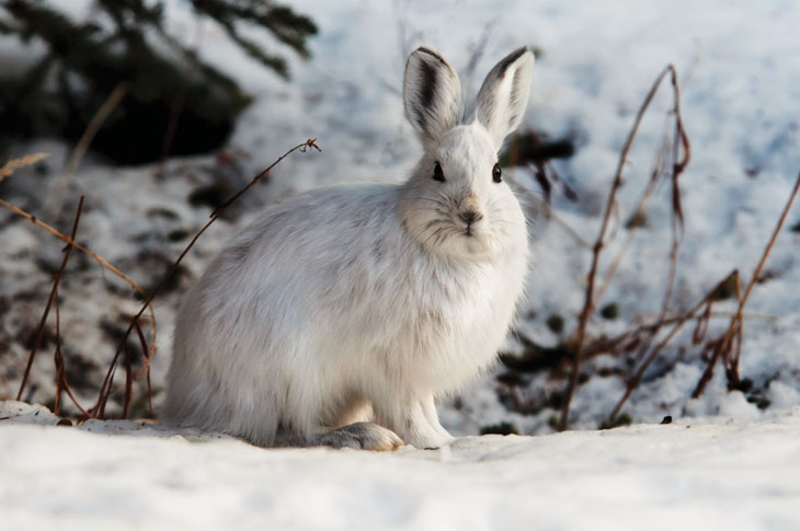 a photo of a snowshoe hare in the snow