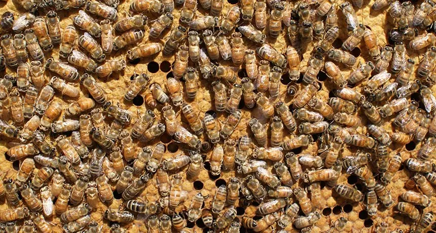 honeybees on a honeycomb