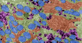 liver cell microscope image