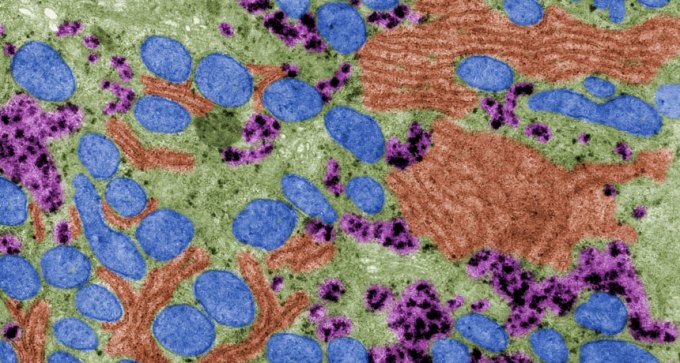 liver cell microscope image