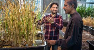 scientists with hybrid rice plants