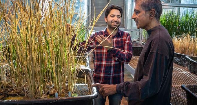 scientists with hybrid rice plants